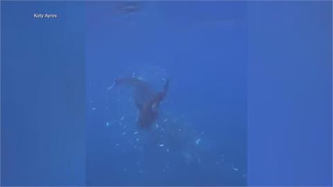 驚人！虎鯨衝刺將翻車魚撞成碎肉　科學家解讀背後有趣原因