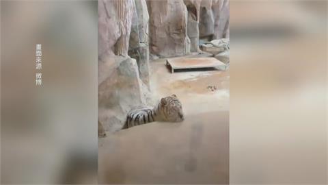您敢與虎共眠嗎？　中國河南動物園推「虎景房」一晚不到800台幣