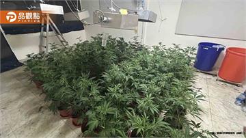 彰化手搖飲店樓上竟藏「大麻農場」警攻堅查獲億元毒品