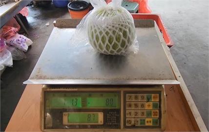 帝王芭樂「產量銳減」單顆近百元！飆天價真相曝「竟是凱米後遺症」