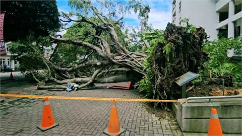 異言堂(影)／樹倒致死意外平均一年一起   大樹為何成為「殺人兇手」？