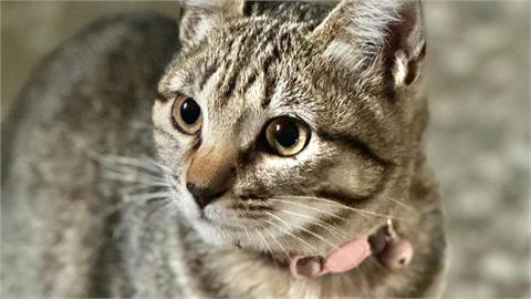 愛貓「無力+吃不下」恐低血鉀？！日本專家：新冠病毒感染也會有症狀