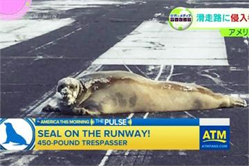 最萌不速客「海豹」 機場跑道曬太陽影響起降