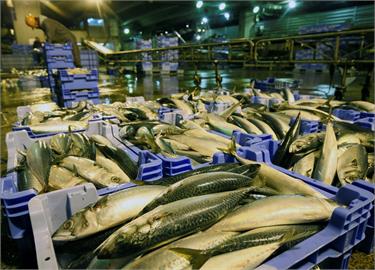 茨城縣鯖魚產量減少　業者改用「斑點莎腦魚」做罐頭