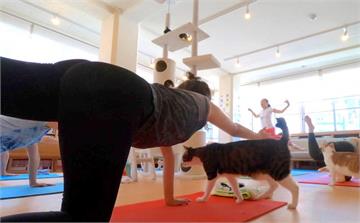 《貓的瑜珈教室》努力伸展時 一隻貓就這樣悠哉走過去
