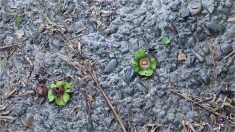 雨炸中部山區！台中和平甜柿、西瓜李落果　南投清境農場休園