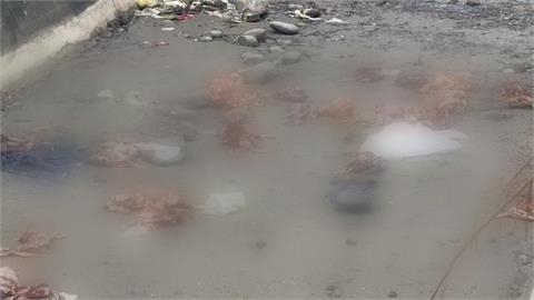 病死雞同車載雞蛋繼續賣！豐康畜牧場隱匿禽流感　4人遭起訴