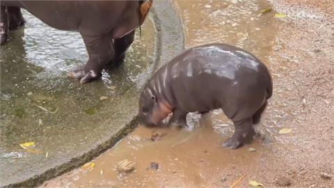 泰國動物園脫逃演習　工作人員扮"彈跳豬"脫逃