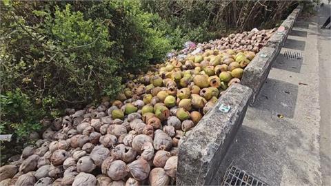 西濱公路遭傾倒廢棄椰子殼　已堆積成小山丘