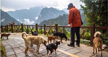 幫浪浪打卡！農業部推「犬蹤地圖APP」　可拍照回報維護公安