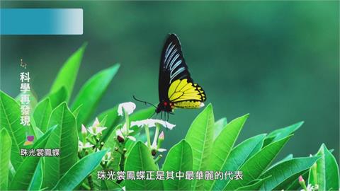 福爾摩沙的奧妙　發現蝴蝶之美