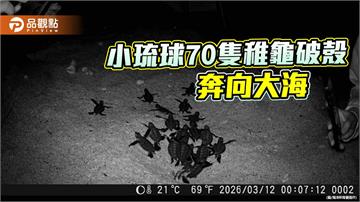 小琉球罕見冬季海龜卵窩孵化　低溫環境有望成雄性稚龜來源