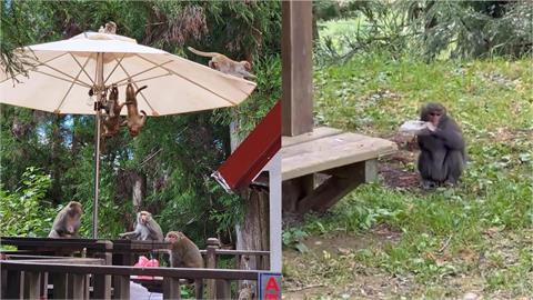 猴子大軍入侵武陵農場！露營區「遮陽傘當跳床」　開趴畫面曝光