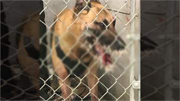 警犬追撞嫌犯誤撞豪豬 臉上插滿佈200根刺