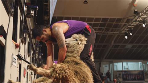 紐西蘭剪羊毛大賽　黃金剪刀手40秒剪一隻