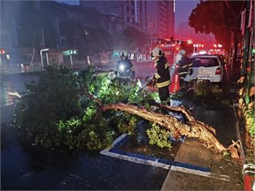 快新聞／康芮風勢太強！北市路樹倒塌　騎士閃避不及慘摔