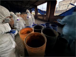 防非洲豬瘟！龍井養豬場違法廚餘養豬最高罰400萬