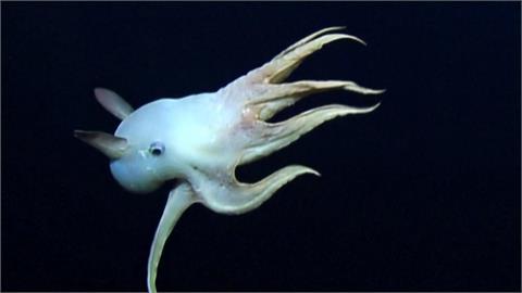稀有生物「小飛象章魚」現身　可愛外表萌翻眾人