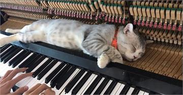 用鋼琴讓愛貓來場完美的「喵殺雞」