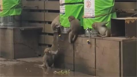 猴厲害！柴山獼猴「習得新技能」　奉茶站自己開水桶喝水
