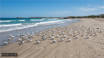 澳洲證實H5N1禽流感本土傳播　野生鳥類驚現感染