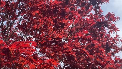 春天限定賞楓季！　杉林溪紫葉槭嫩芽滿開呈「楓紅」美景