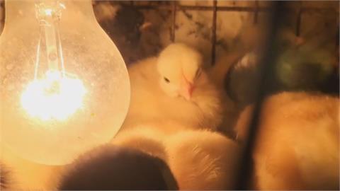彰化孵蛋場火警上千小雞被燒死　兩年前燒過一次！疑照燈取暖電線走火