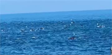 基隆外海驚喜奇景！200隻海豚大軍圍繞觀光船　釣客直呼「太幸福」