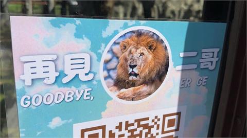 再見了「二哥」！　兒童節最後亮相　高雄壽山動物園非洲獅享壽２３歲