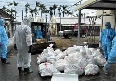 快新聞／確診H5N1禽流感病毒　彰化縣府撲殺1478隻種鵝