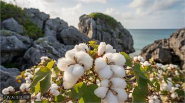 穿了幾千年！科學家揭開棉花起源：源自墨西哥猶加敦半島