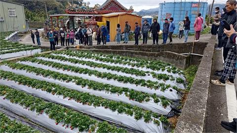 快新聞／農民陳情草莓遇多項病害　沈發惠辦公室今三度與專家研商