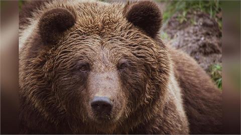 日本史上第4大熊害…夜襲民宅「吞嬰啃人」釀4死2重傷　丘珠事件人熊衝突噩夢細節曝