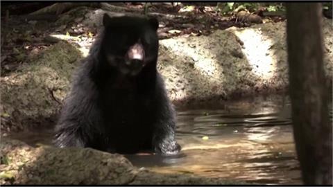 山林間驚喜見熊熊家族　瀕危「安地斯熊」保育現曙光