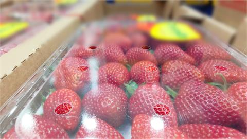 放寬日本草莓農藥標準挨轟　食藥署：最快2週內預告
