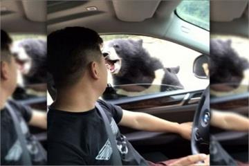 八達嶺野生動物園遊客開車窗 遭熊咬傷手