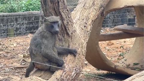 逃脫狒狒初步判定為「豚尾狒狒」　林務局：台灣沒飼養登記