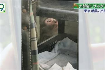 猴子東京街頭閒晃 警方大街「尋猴大作戰」
