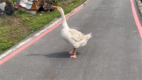 宜蘭「鵝霸」不給車過！　大鵝擋車與駕駛路中對峙