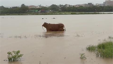 大雷雨襲金門！低漥地區慘淹　黃牛「受困汪洋」畫面曝光