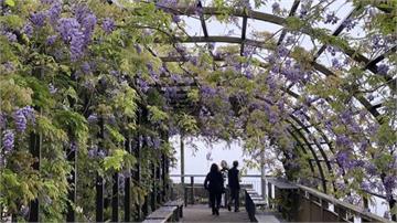 一秒走進山林仙境！嘉義春季限定紫藤花瀑等你來探險