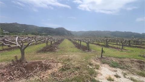 台東市瀰漫惡臭如雞糞味　竟是釋迦園「有機肥」