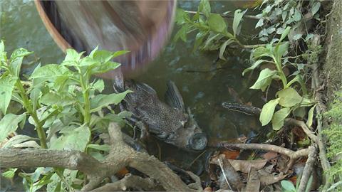 大湖公園水變綠色飄臭味　議員通報北市局處踢皮球