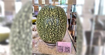 飯店展示神秘「北瓜」！外型宛如藝術品　內行讚：吃起來像魚翅