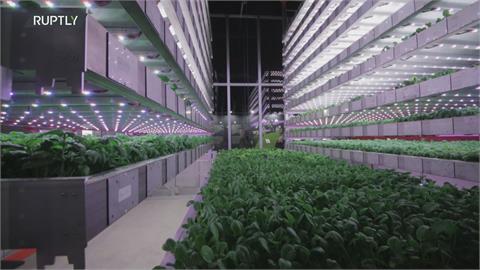 全自動農場科技感十足　人造風雨種菜更有效率