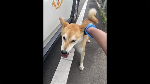 調皮柴犬霸車甩賴 警狗大問哉"你家住哪?"