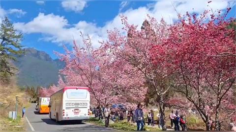 浪漫「櫻吹雪」宛如置身國外　雪霸武陵三色花接力盛開！