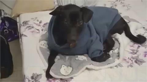 狗狗如何感受主人的孤單？YTR揭毛孩1舉動感受人類內心