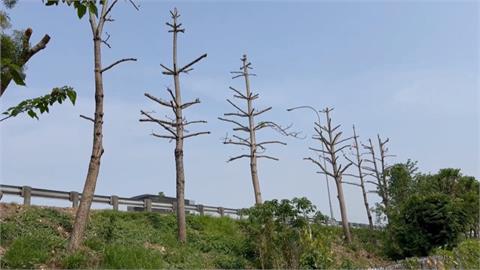 最美北斗「國道木棉花道」遭剃頭　高公局曝原因