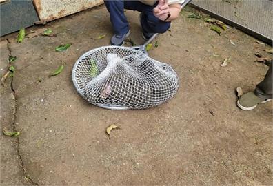 快新聞／下令開槍射殺脫逃狒狒　桃園農業局技工判刑8月